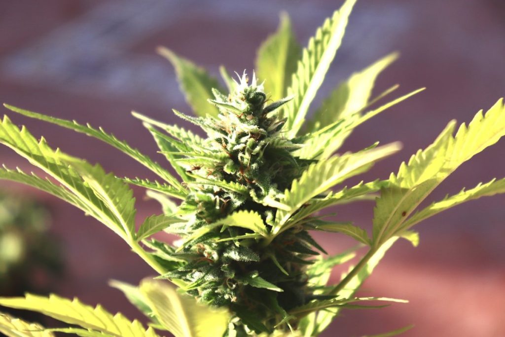  Bud of Marijuana Plant in Macro Photography